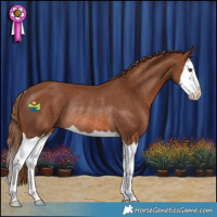 Horse Color:Chestnut Splash Rabicano 