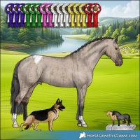 Horse Color:Liver Red Dun Appaloosa Brindle