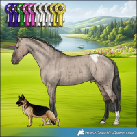 Horse Color:Liver Red Dun Appaloosa Brindle