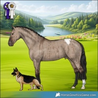Horse Color:Liver Red Dun Appaloosa Brindle