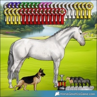 Horse Color:Liver Red Dun Appaloosa Brindle 