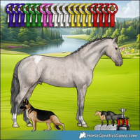 Horse Color:Liver Red Dun Appaloosa Brindle