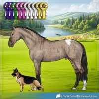 Horse Color:Liver Red Dun Appaloosa Brindle