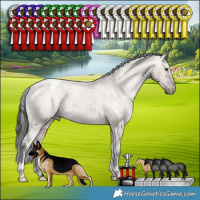 Horse Color:Liver Red Dun Appaloosa Brindle 