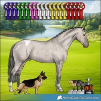 Horse Color:Liver Red Dun Appaloosa Brindle