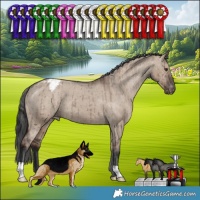 Horse Color:Liver Red Dun Appaloosa Brindle 