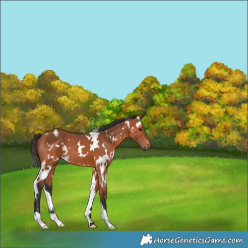 Horse Color:White Spotted Bay 