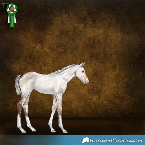 Horse Color:White Spotted Silver Bay Dun 