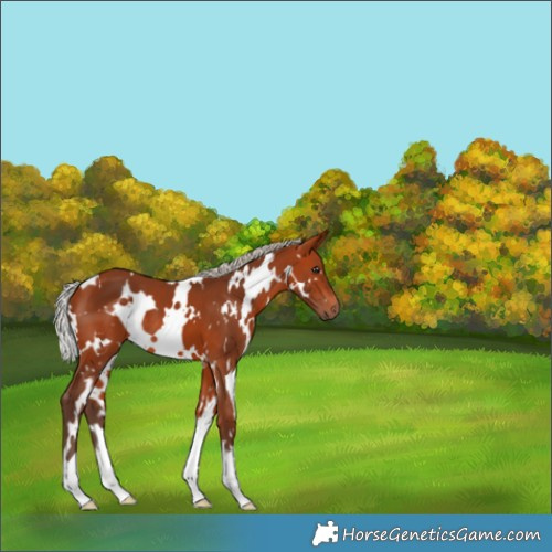 Horse Color:White Spotted Silver Bay 