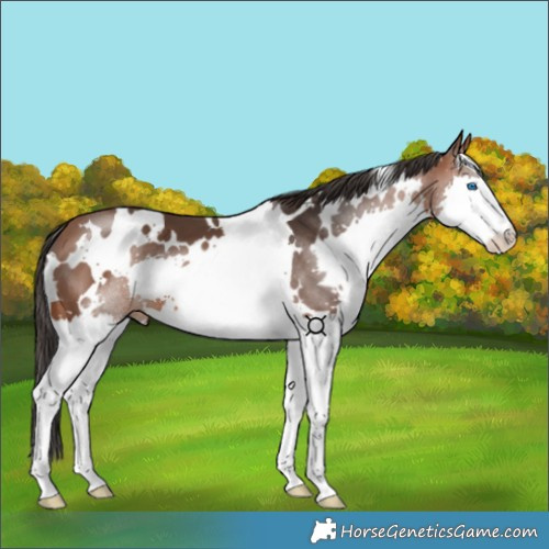 Horse Color:White Spotted Bay Splash 