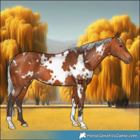 Horse Color:White Spotted Silver Bay 