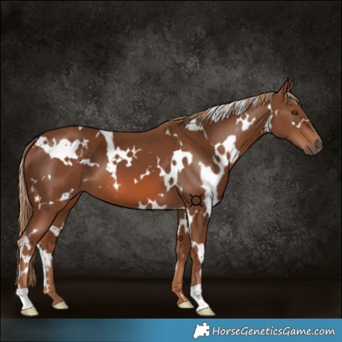 Horse Color:White Spotted Chestnut