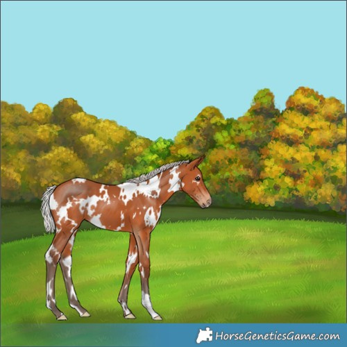 Horse Color:White Spotted Silver Bay