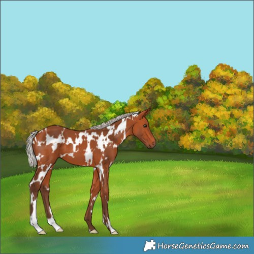 Horse Color:White Spotted Silver Bay