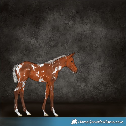 Horse Color:White Spotted Silver Bay
