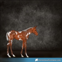 Horse Color:White Spotted Silver Bay 
