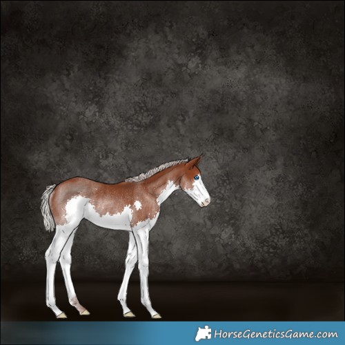 Horse Color:Silver Black Splash Rabicano