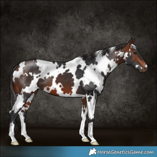 Horse Color:White Spotted Bay 