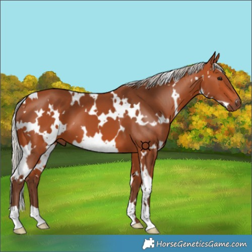 Horse Color:White Spotted Silver Bay 