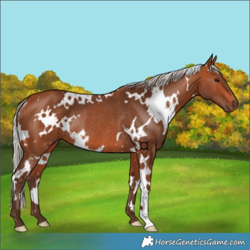 Horse Color:White Spotted Silver Bay Rabicano