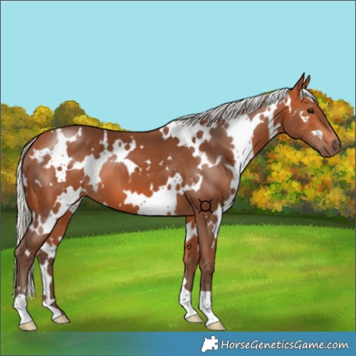 Horse Color:White Spotted Silver Bay 