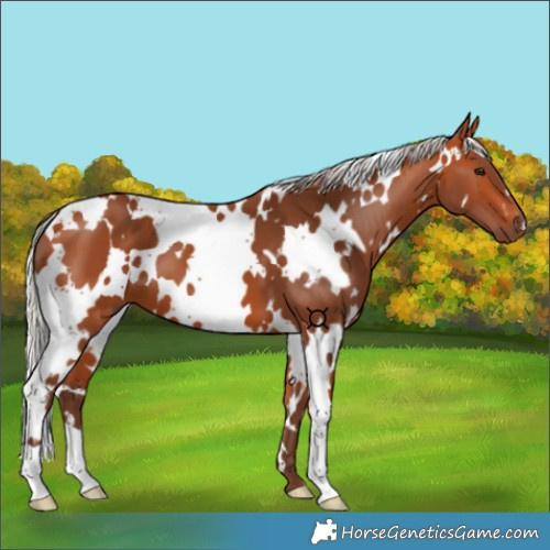 Horse Color:White Spotted Silver Bay 