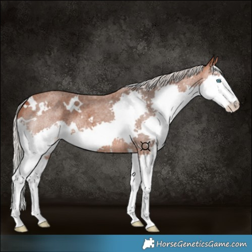 Horse Color:White Spotted Silver Brown Roan Splash