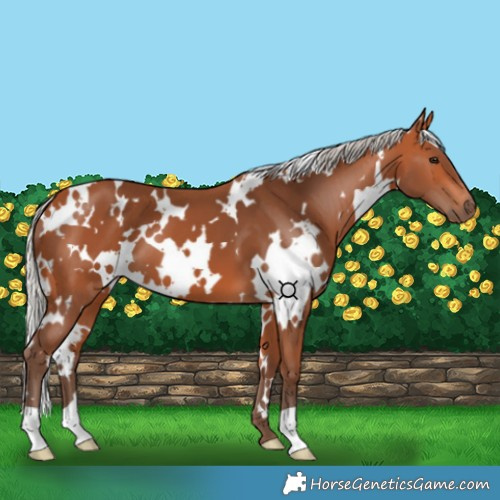 Horse Color:White Spotted Silver Bay 