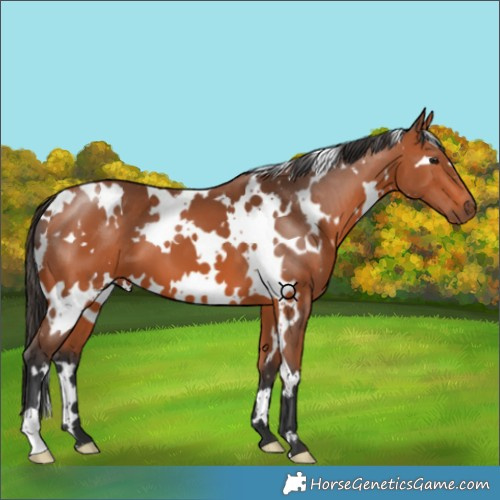 Horse Color:White Spotted Bay 