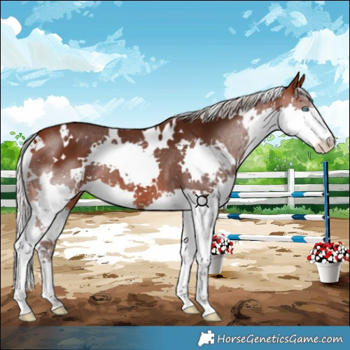 Horse Color:White Spotted Silver Bay Splash 
