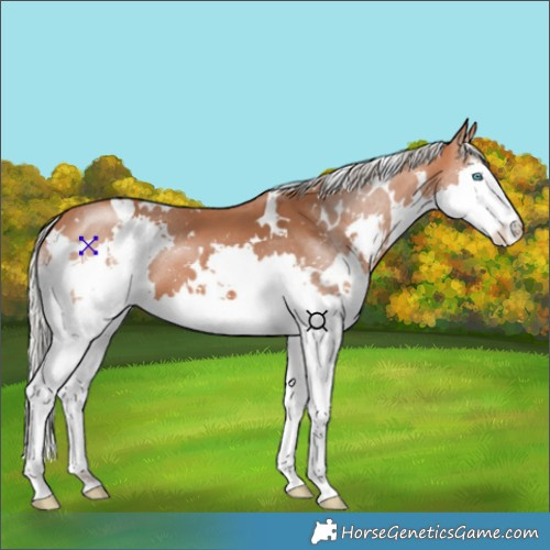 Horse Color:White Spotted Silver Bay Splash 