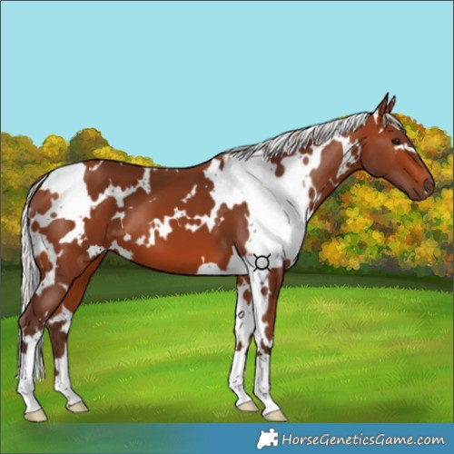 Horse Color:White Spotted Silver Brown