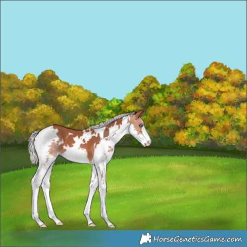 Horse Color:White Spotted Silver Bay Splash 