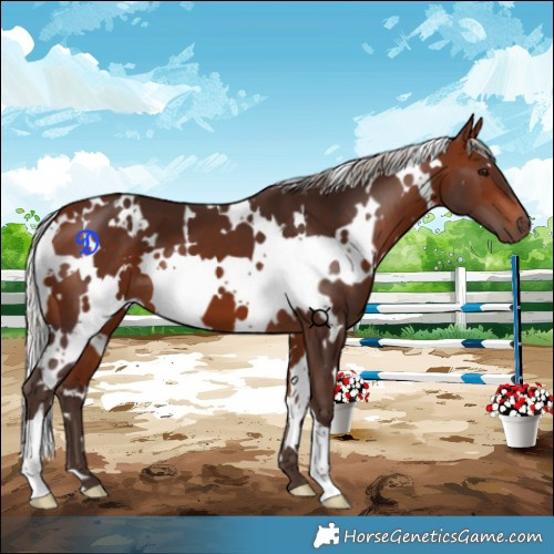 Horse Color:White Spotted Silver Bay