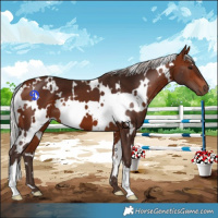Horse Color:White Spotted Silver Bay 
