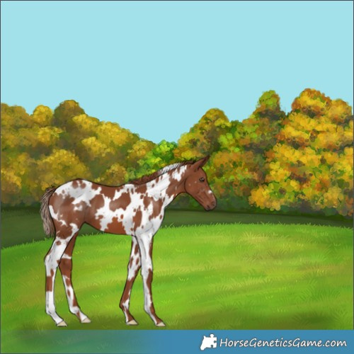 Horse Color:White Spotted Chestnut 