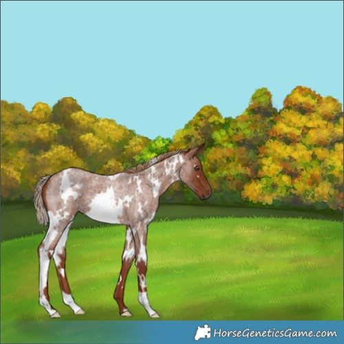Horse Color:White Spotted Red Roan 