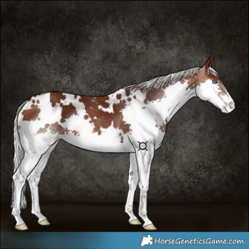 Horse Color:White Spotted Silver Brown Splash 
