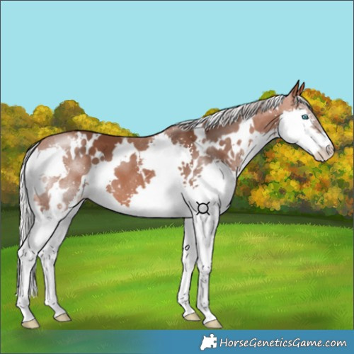 Horse Color:White Spotted Silver Bay Splash