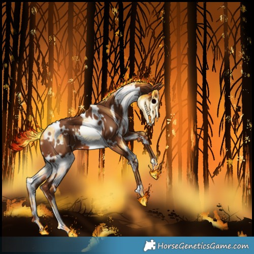 Horse Color:White Spotted Chestnut 