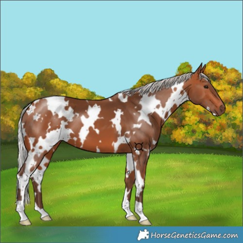 Horse Color:White Spotted Silver Bay 