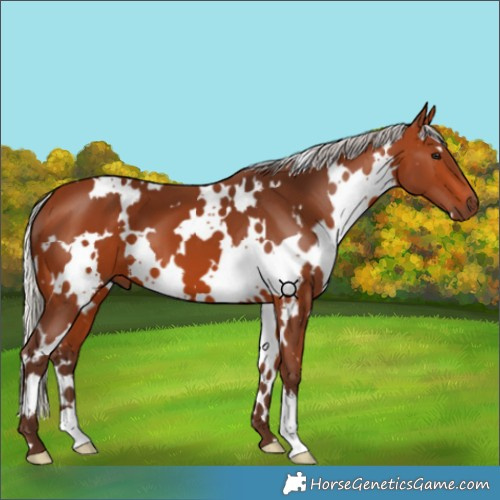 Horse Color:White Spotted Silver Bay 
