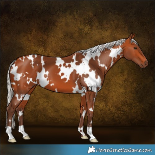 Horse Color:White Spotted Silver Bay 
