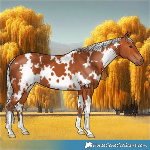 Horse Color:White Spotted Silver Bay 