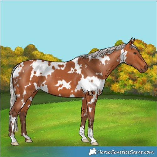 Horse Color:White Spotted Silver Bay 