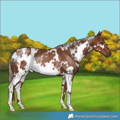 Horse Color:White Spotted Chestnut Rabicano 