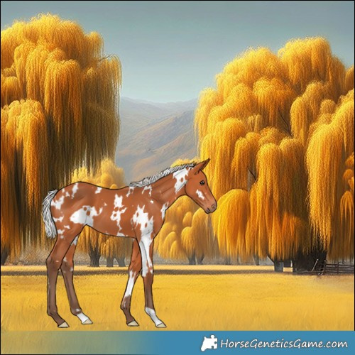 Horse Color:White Spotted Silver Bay 