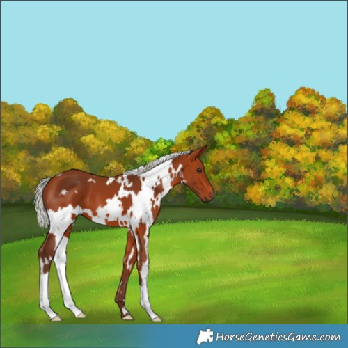 Horse Color:White Spotted Silver Bay 