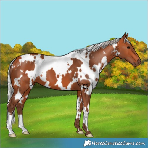 Horse Color:White Spotted Silver Bay