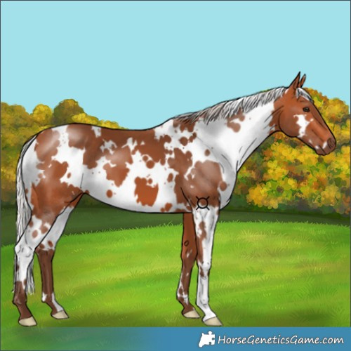 Horse Color:White Spotted Silver Bay 